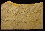 Brachyphyllum nepos SAPORTA - Bild © FossNet FossilienStore